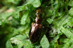 Salpingidae