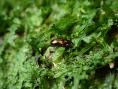 Salpingidae