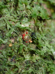 Nectriaceae