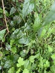 Eupatorium tashiroi
