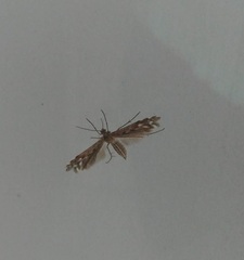 Singularia alternaria