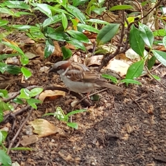 Passer domesticus