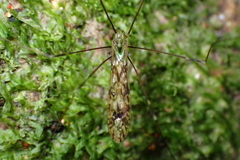 Discobola tessellata