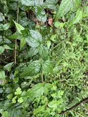 Eupatorium tashiroi