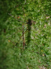 Discobola tessellata