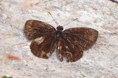 Carcharodini