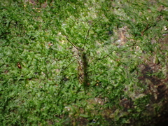 Discobola tessellata