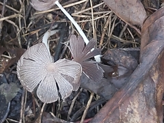 Coprinopsis lagopus
