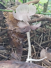 Coprinopsis lagopus