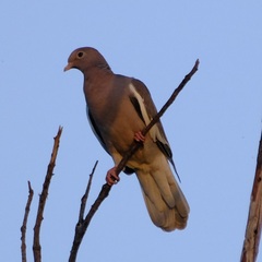 Patagioenas corensis