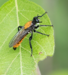 Laphria sericea