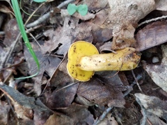 Aureoboletus