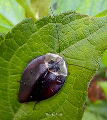 Blaberidae