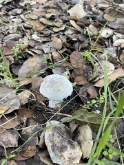 Hypomyces