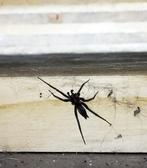 Gnaphosidae
