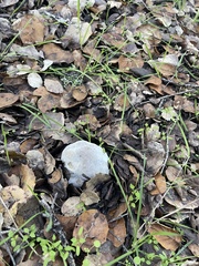 Hypomyces