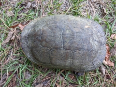 Deirochelys reticularia