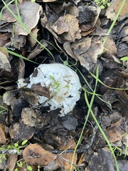 Hypomyces