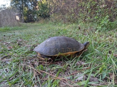 Deirochelys reticularia