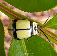 Oedionychina