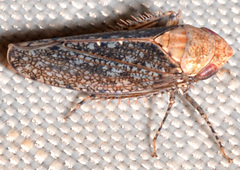 Paraphlepsius fulvidorsum