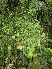 Rhabdothamnus solandri