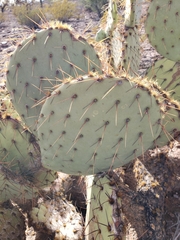 Opuntia engelmannii