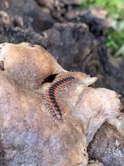 Pseudopolydesmus canadensis