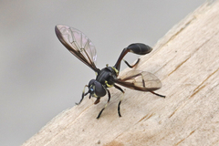 Salpingogaster nigra