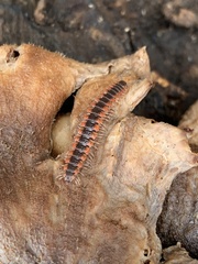 Pseudopolydesmus canadensis