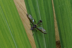 Salpingogaster nigra