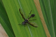 Salpingogaster nigra