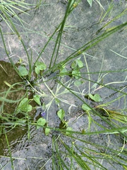 Pontederia vaginalis