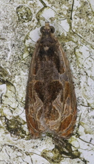 Olethreutes nigranum