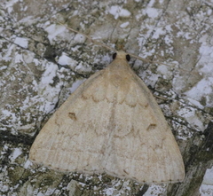 Zanclognatha jacchusalis