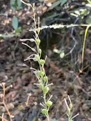 Chlorogalum pomeridianum