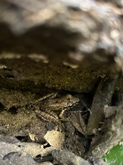 Craugastor fitzingeri