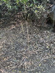 Chlorogalum pomeridianum