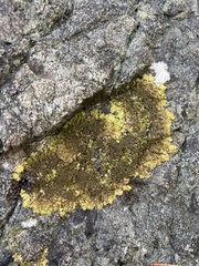 Melanelixia subaurifera