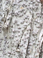 Lecanactis subfarinosa