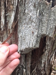 Lecanactis subfarinosa