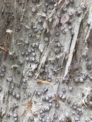 Lecanactis subfarinosa