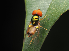 Microchrysa
