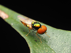 Microchrysa