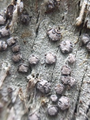 Lecanactis subfarinosa