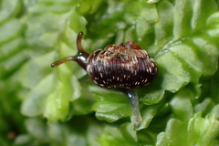 Phenacohelix