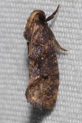 Acrolophus texanella