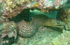 Muraena lentiginosa
