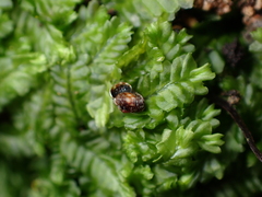 Phenacohelix