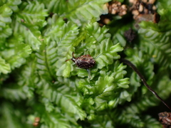 Phenacohelix